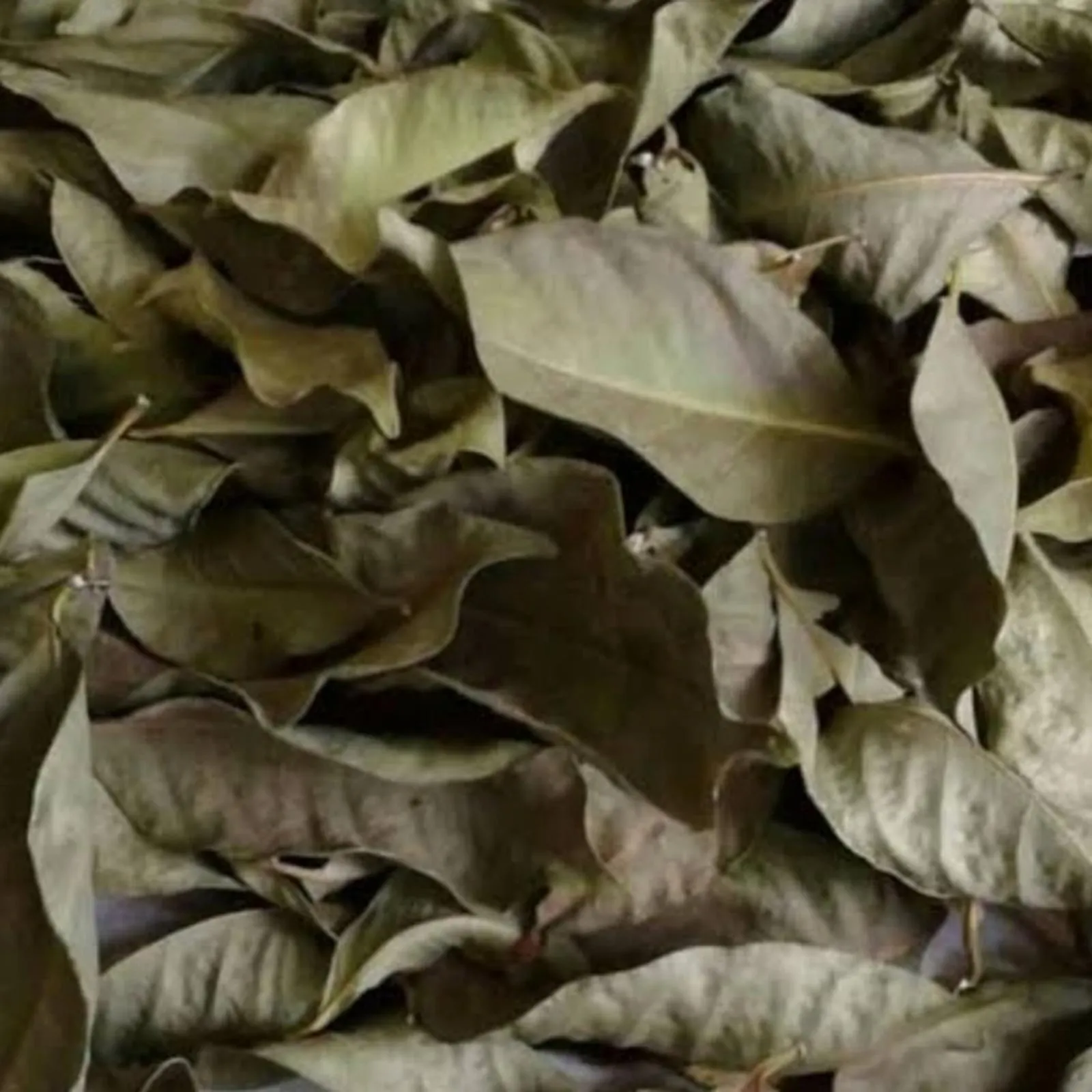 Bay Leaves (Dried) view 2